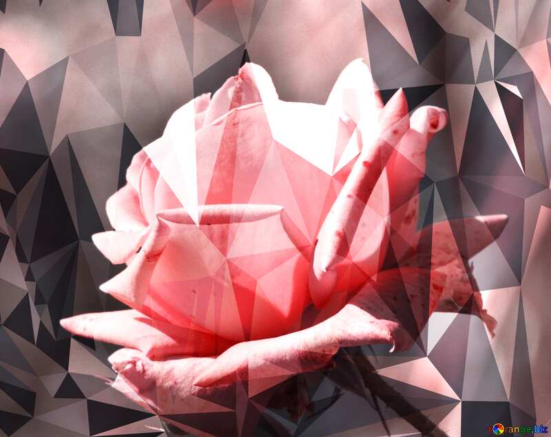 Pink rose polygonal background №4210