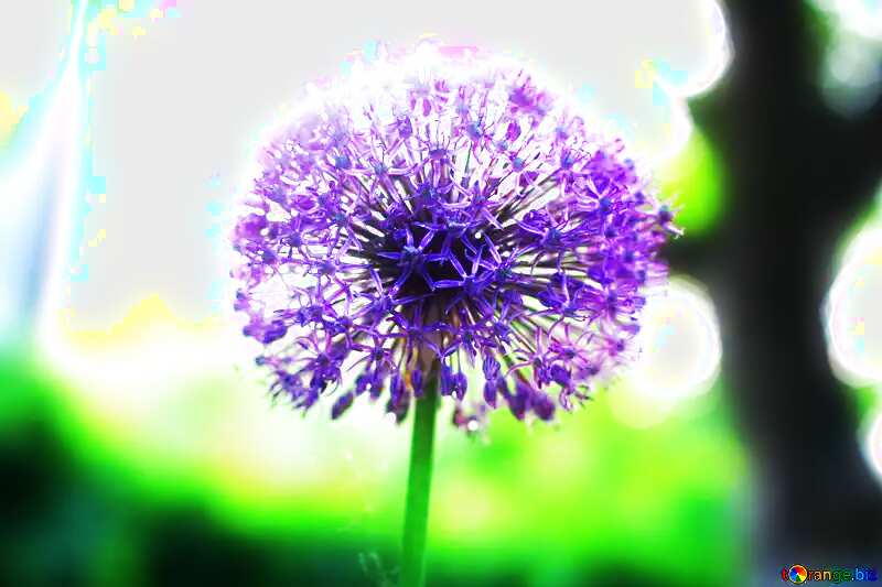 Soft blurred background Flower purple №51517