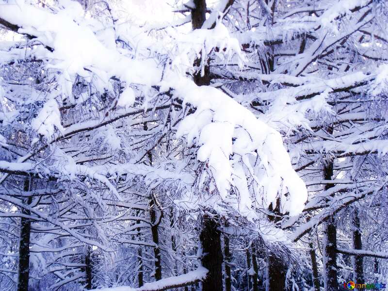 Soft blurred Forest winter №10512