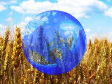 FX №215995 Field of wheat global world earth concept planet