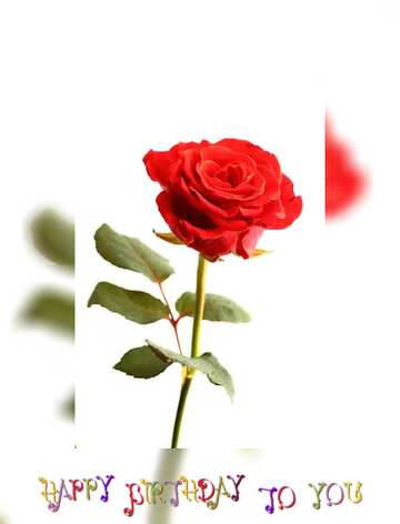 FX №215647 red rose flower happy birthday card fuzzy border