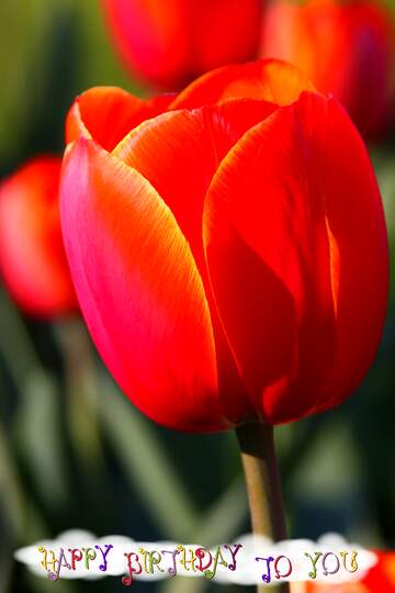FX №215631 Tulip flower red birthday card