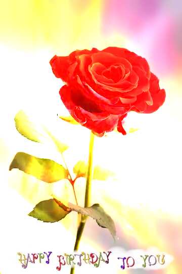 FX №215649 A rose flower birthday card