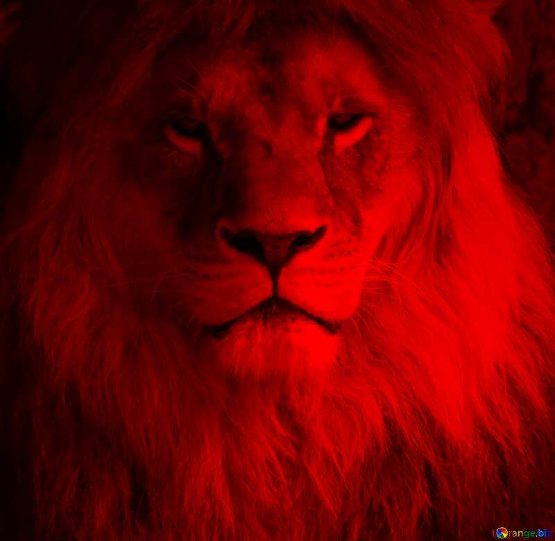 A lion dark red  fragment №44974