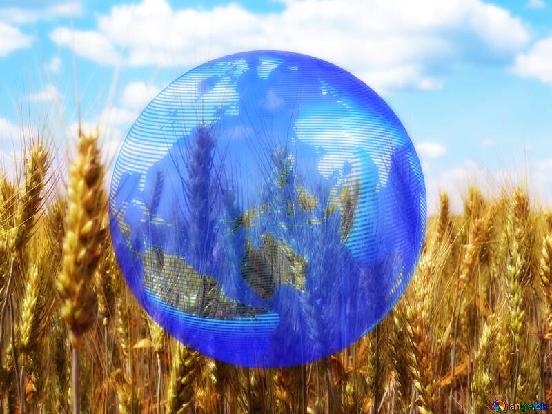 Field of wheat global world earth concept planet №27271