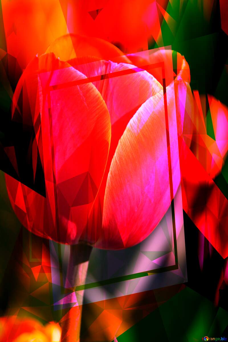 Tulip flower  Large geometrical template frame №1650