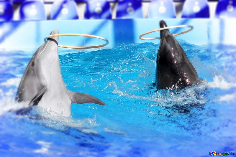 Dolphins playing with hula hoop blur frame №25533