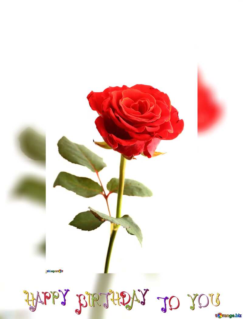 red rose flower happy birthday card fuzzy border №17043