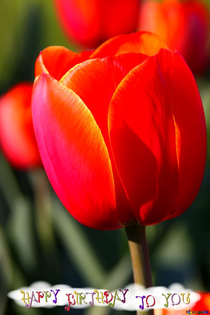 Tulip flower red birthday card №1650