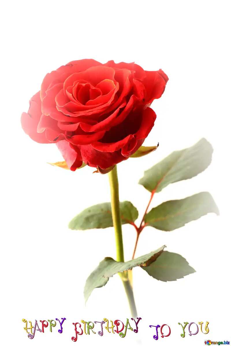 red rose flower happy birthday card №17043