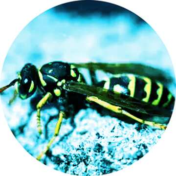 FX №216197 Wasp profile picture