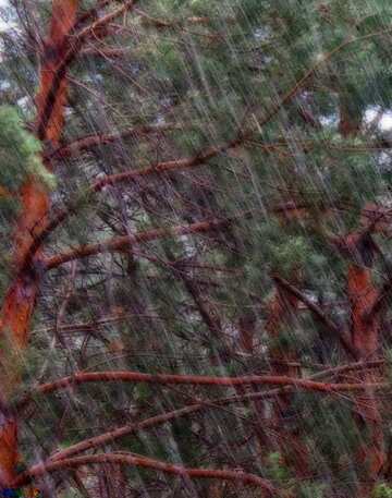 FX №216040 Rain in the forest