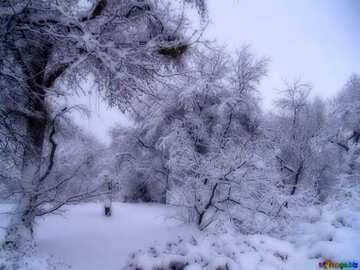 FX №216606 Landscape  winter forest