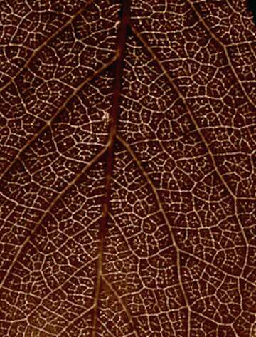 FX №216513 leaf texture