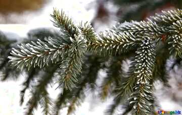 FX №216512 Snowy  spruce branches
