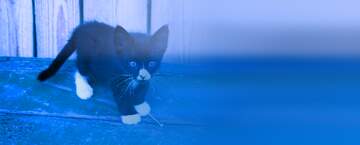 FX №216044 Black   White  kitten blue  blur left side