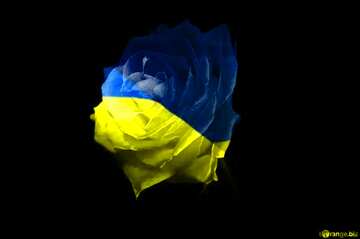 FX №216856 Rose Ukraine
