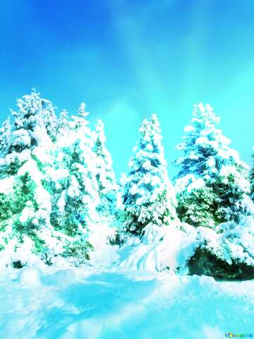 FX №216813 Tree  Snow  sun  sunset forest