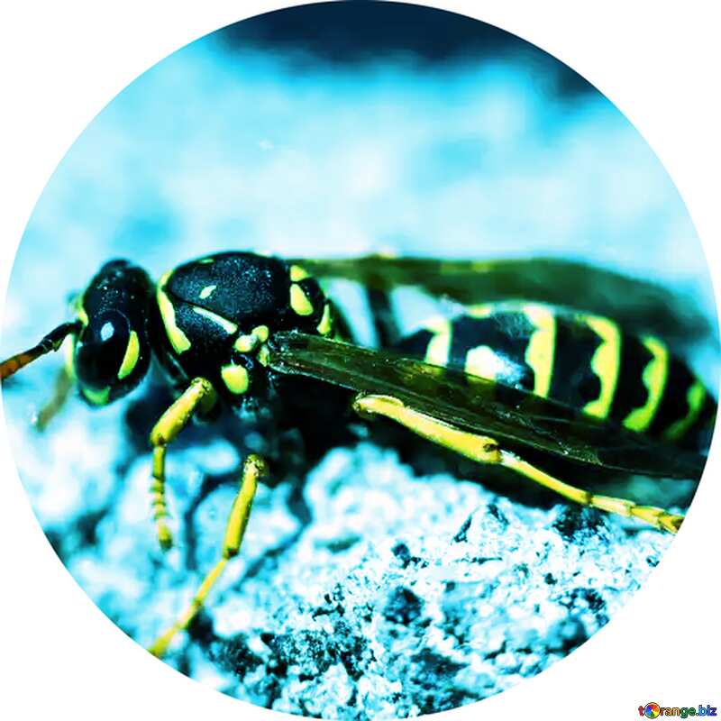 Wasp profile picture №1796