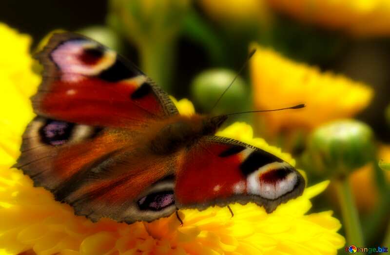 Desktop Wallpaper butterfly on flower №35841