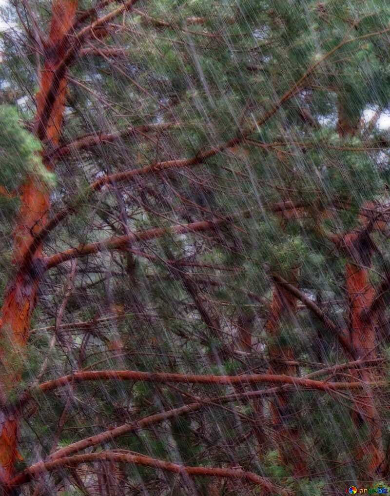 Rain in the forest №22310