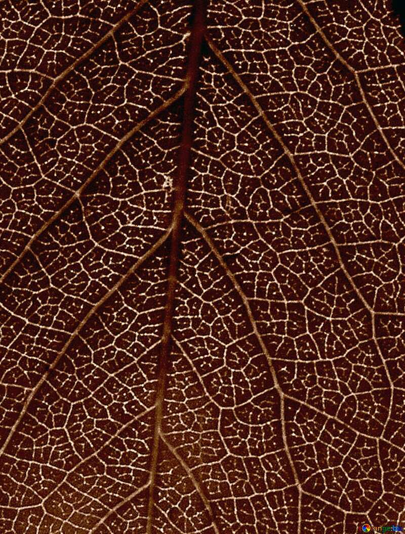 leaf texture №7521