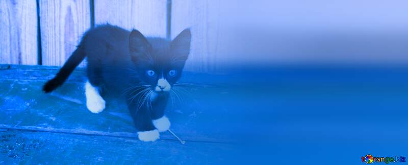 Black   White  kitten blue  blur left side №7497