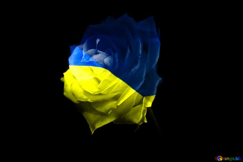 Rose Ukraine №1236
