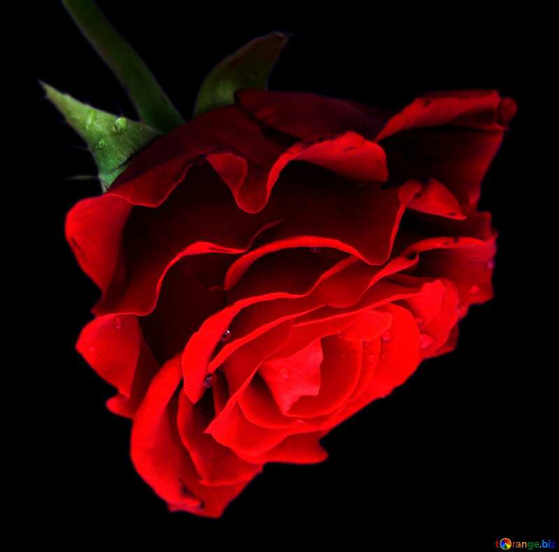 Red rose on black background №17106