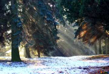 FX №217360 Winter forest Trees snow rays of sun