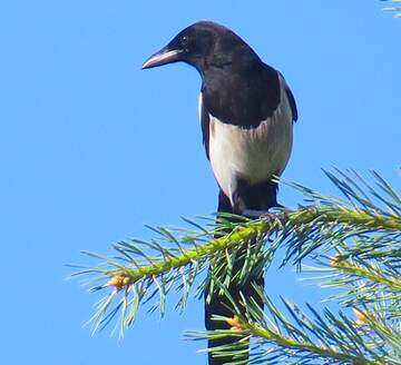 FX №219919 Bird magpie on tree