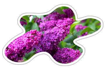 FX №219974 Lilac abstract Sticker