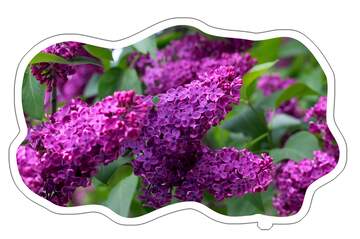 FX №219977 Lilac blooms Sticker