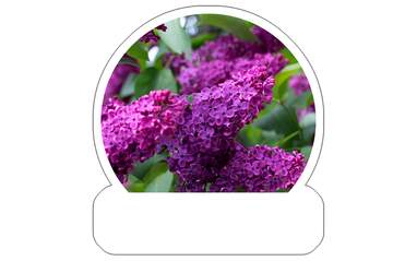 FX №219983 Lilac blooms Sticker