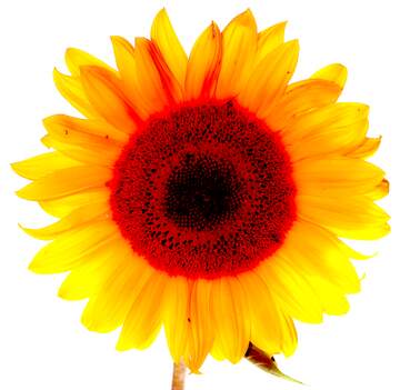 FX №219934 Sunflower flower on transparent background