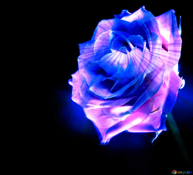 Blue Rosa  at  Black  background №7631