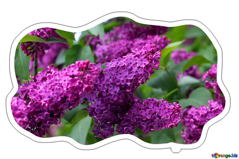 Lilac blooms Sticker №37377