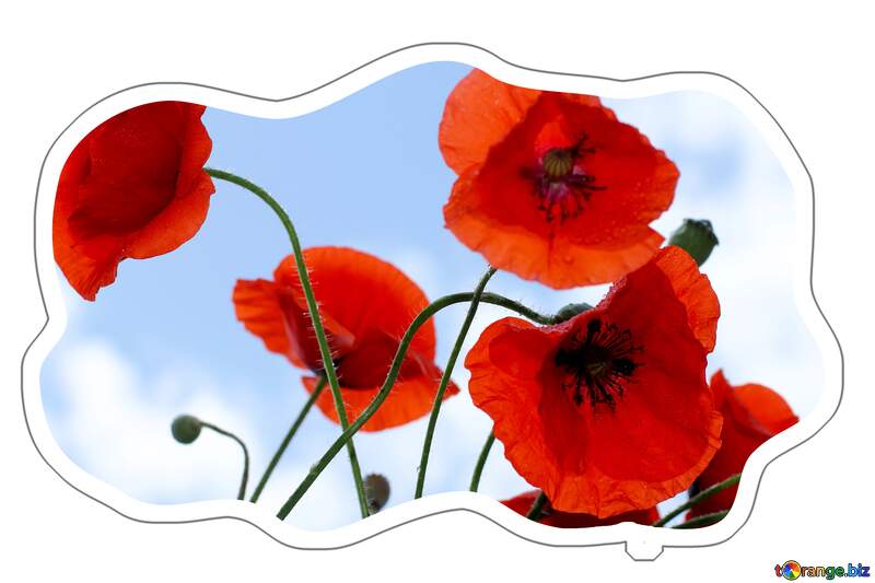 Red poppies flowers Sticker №37051