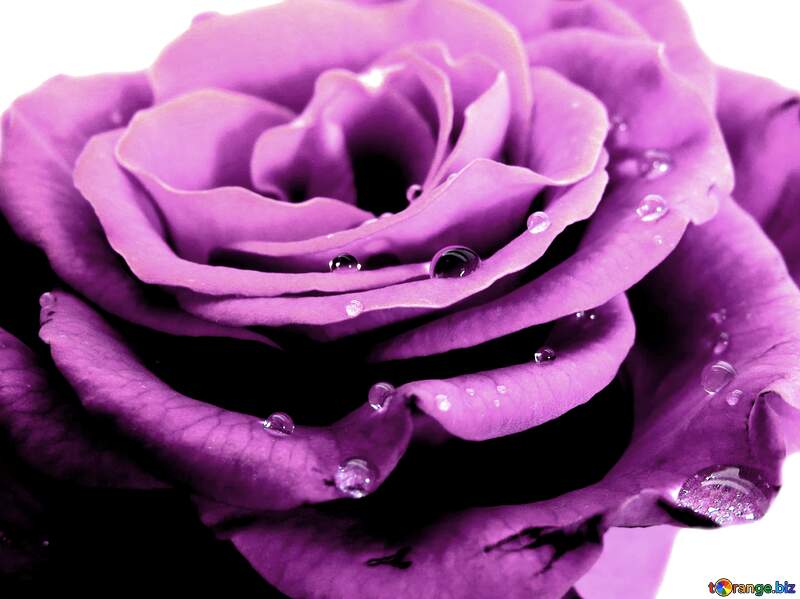 rose flower with drops tender color №17124