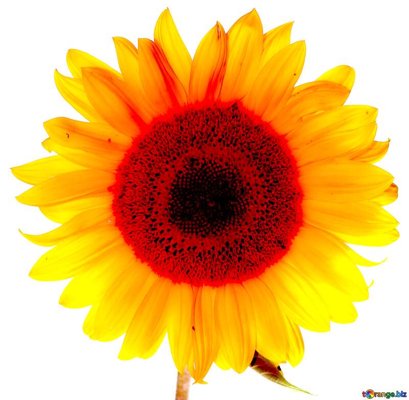 Sunflower flower on transparent background №32794