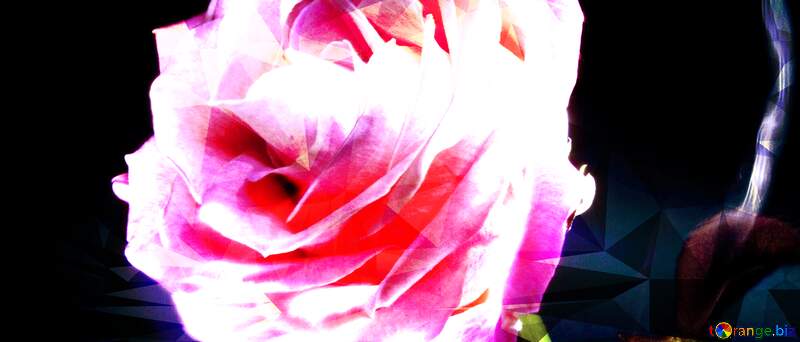 Tender Rosa  flower at  Black  background №7631