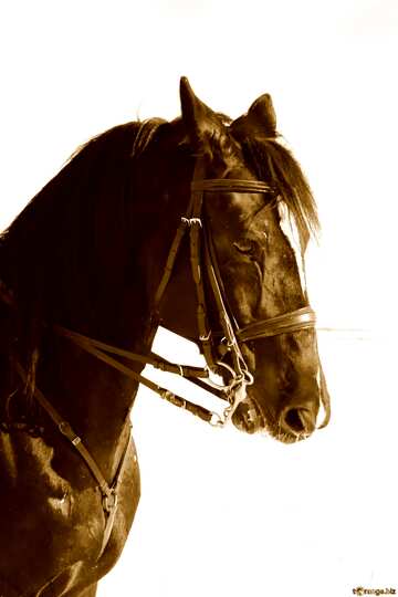 FX №22349 Horse portrait