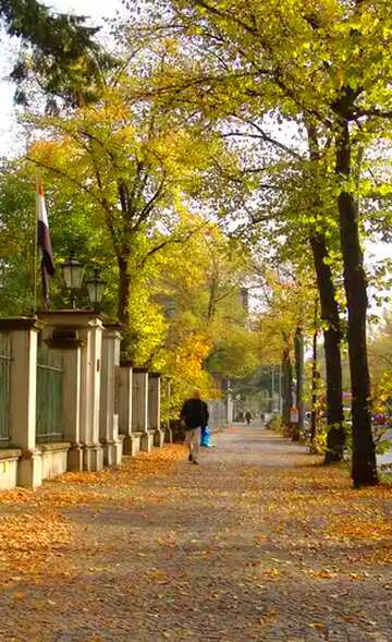 FX №22212 Autumn leaves, trees, path, trail