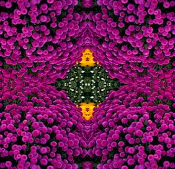 FX №22977 Chrysanthemum mirror image pattern