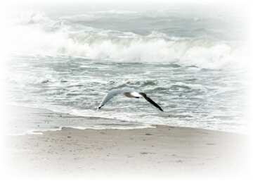FX №22531 Seagull over waves white frame around