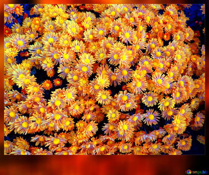 Chrysanthemums frame blank card №14214