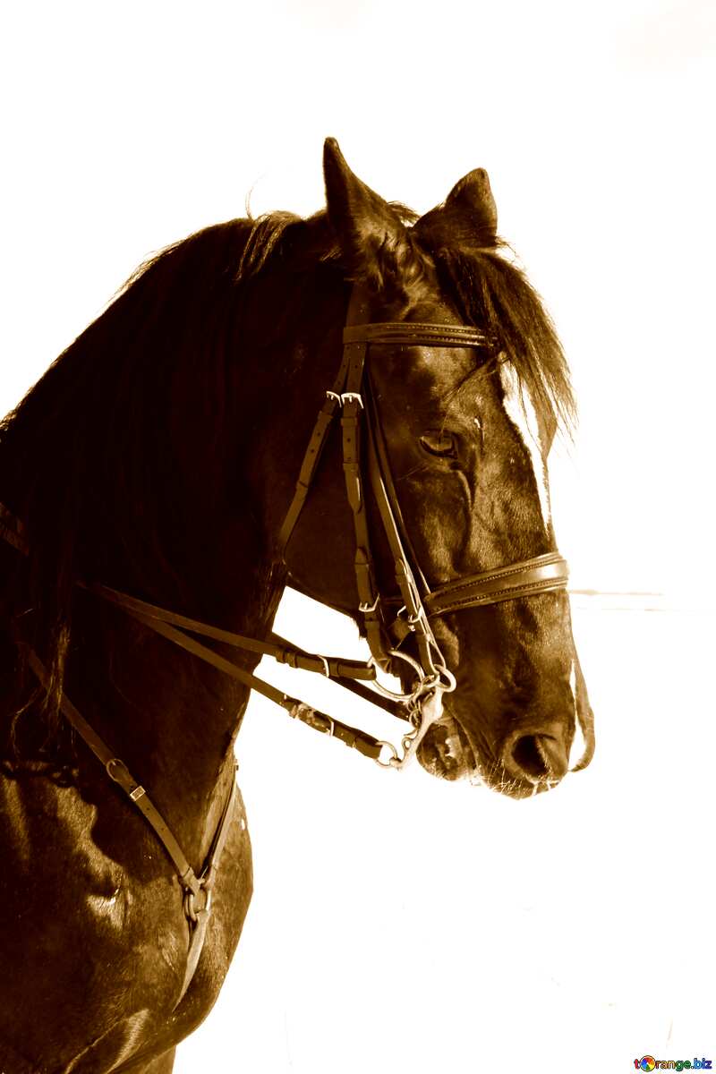 Horse portrait №12229