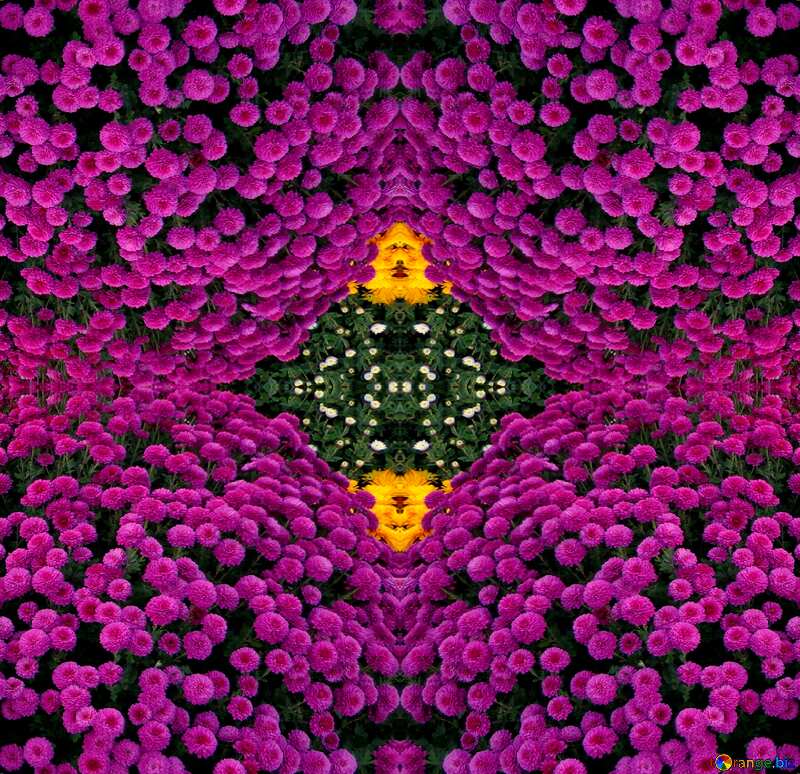 Chrysanthemum mirror image pattern №14212