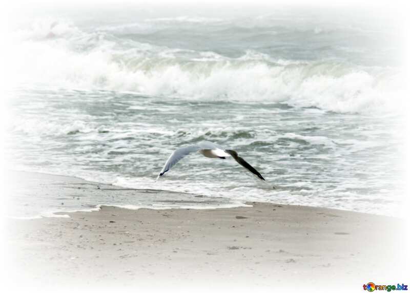 Seagull over waves white frame around №12722
