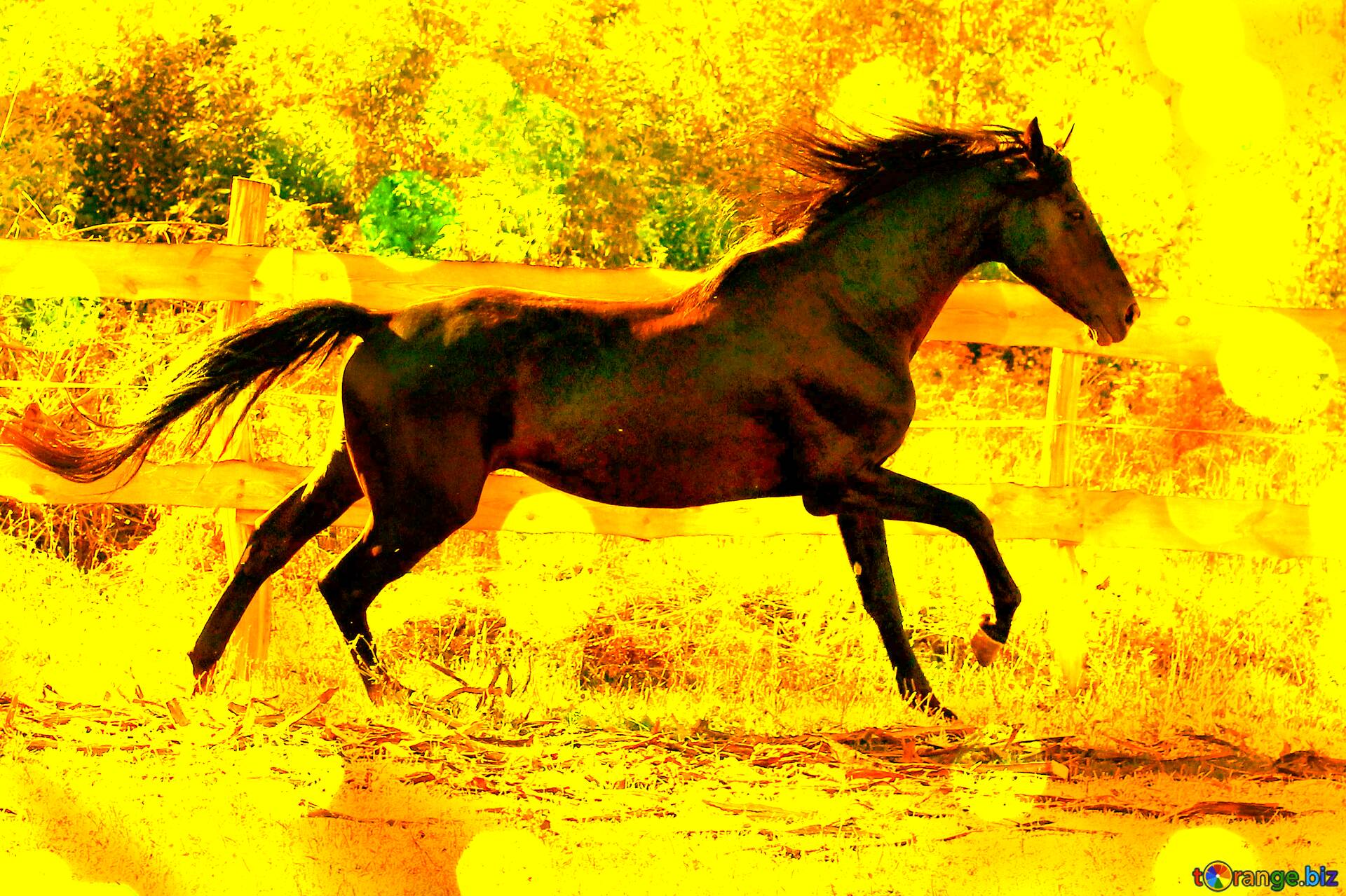 Tổng hợp 999 Yellow background black horse Chất lượng cao, tải miễn phí